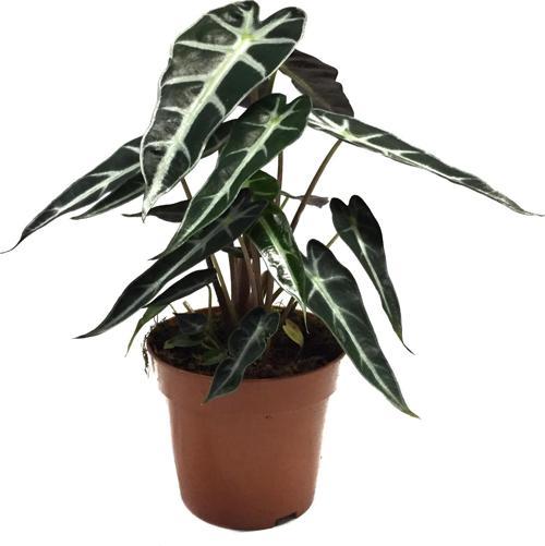 Alocasia Bambino (Fil Kulağı)
