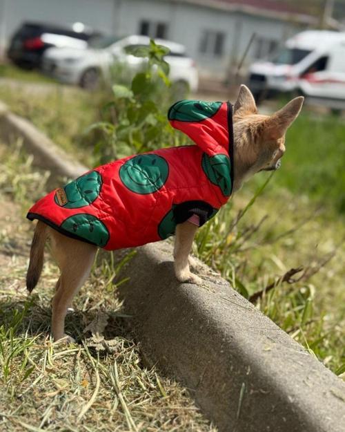 Kedi - Köpek Şişme Yelek Mont - Kıyafet
