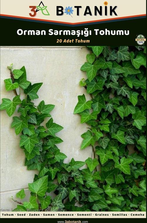 Orman Sarmaşığı Tohumu, 20 Adet Tohum