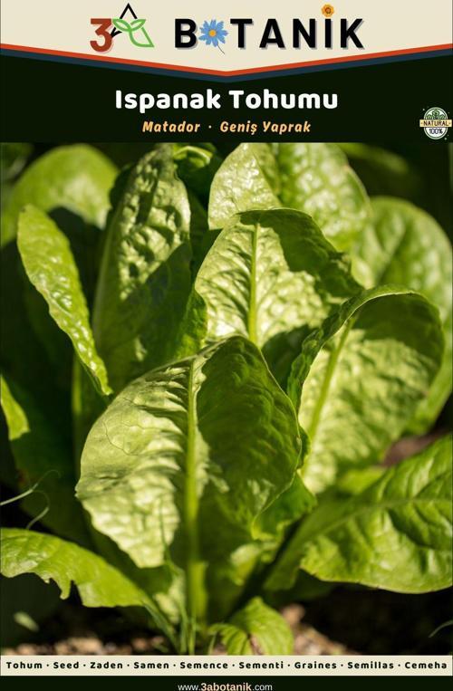 Ispanak Tohumu, Yaprakları Gevrek Ve Geniş Çeşit, 3 Gram/225-375 Adet Tohum