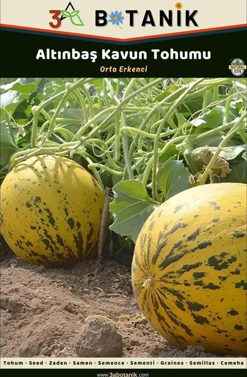 Altınbaş Kavun Tohumu, Yerli Ve Sürdürülebilir Tohum, 5 Gram Kavun Tohumu