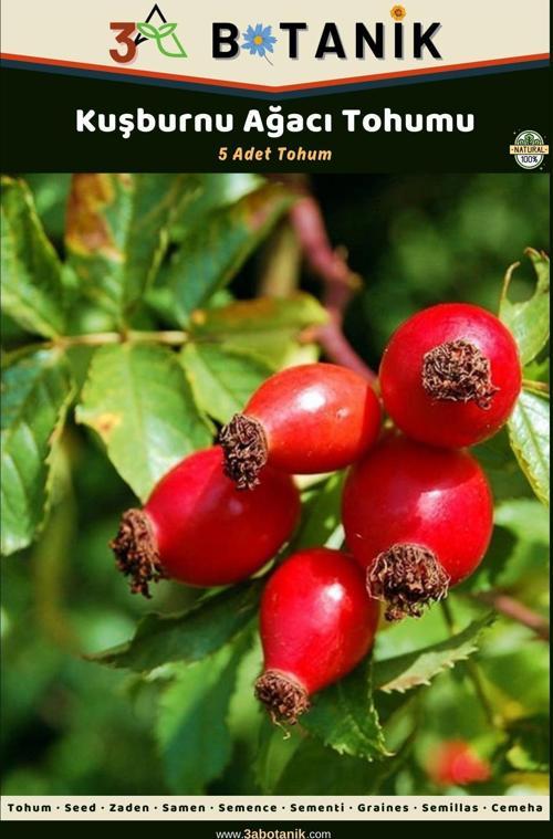 Kuşburnu Ağacı Tohumu, 5 Adet Tohum, Rosa Canina