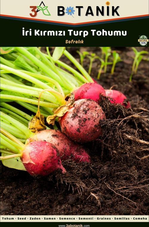 İri Kırmızı Turp Tohumu, Yerli Ve Sürdürülebilir Tohum, 5 Gram Turp Tohumu