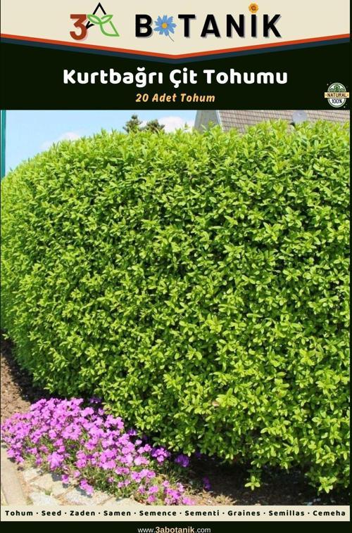 Kurtbağrı Çit Tohumu, 20 Adet Tohum, Ligustrum