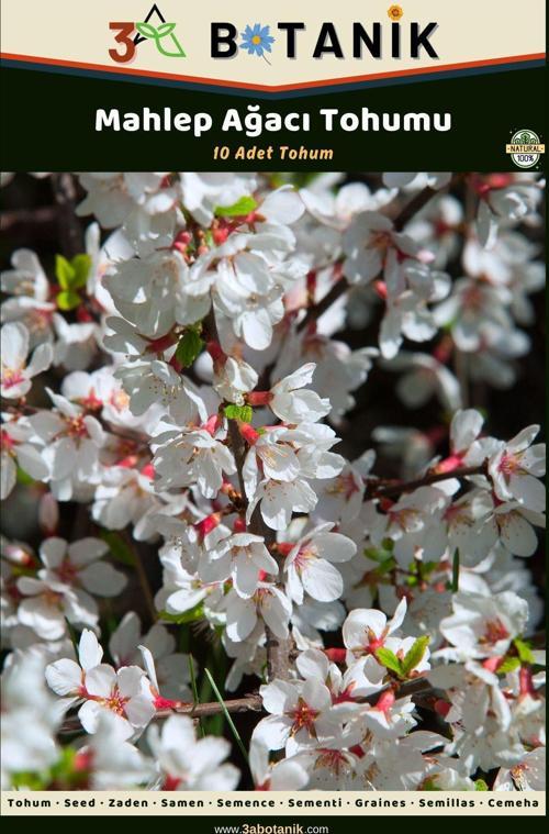 Mahlep Ağacı Tohumu, 5 Adet Tohum, Prunus Mahaleb