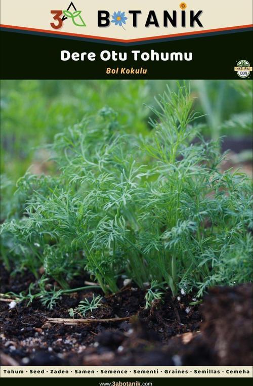 Dereotu Tohumu, Geleneksel Çeşit, 3 Gram/1.000-1.500 Adet Tohum