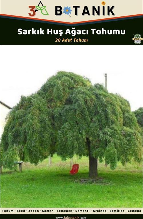 Sarkık Huş Ağacı Tohumu, 20 Adet Tohum, Betula Pendula