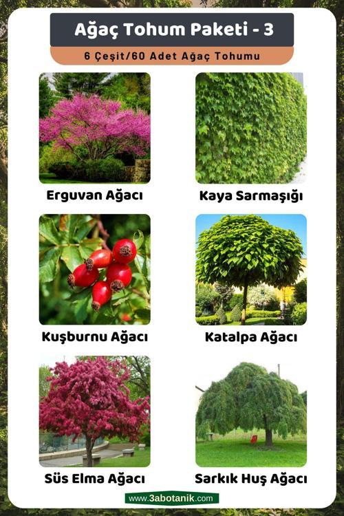 Ağaç Tohum Paketi-3 (Erguvan, Kaya Sarmaşığı, Kuşburnu, Katalpa, Süs Elma, Sarkık Huş) Ağaç Tohumu
