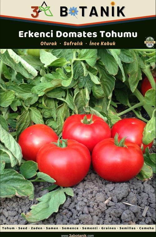 Erkenci Domates Tohumu, Yerli Ve Sürdürülebilir Tohum, 3 Gram Domates Tohumu