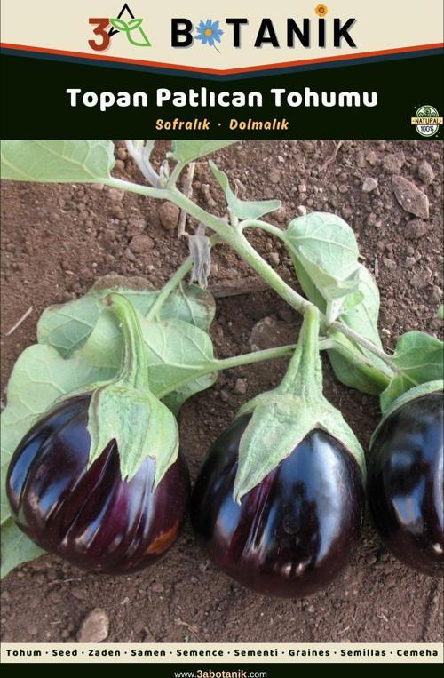 Topan Patlıcan Tohumu, Yerli Ve Sürdürülebilir Tohum, 5 Gram Patlıcan Tohumu