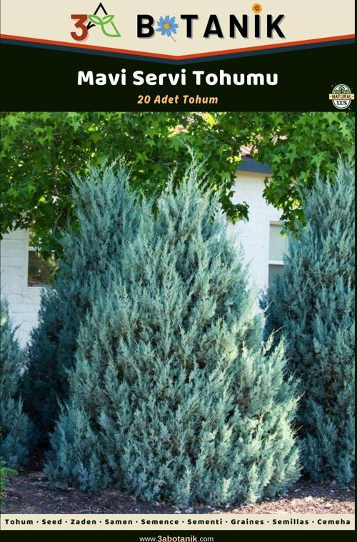 Mavi Servi Tohumu, 20 Adet Tohum, Cupressus Arizonica