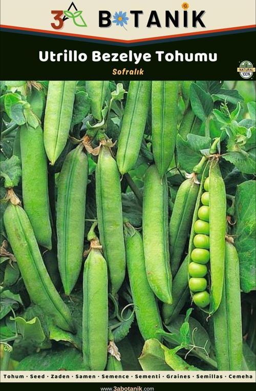 Utrillo Bezelye Tohumu, Yerli Ve Sürdürülebilir Tohum, 10 Gram Bezelye Tohumu