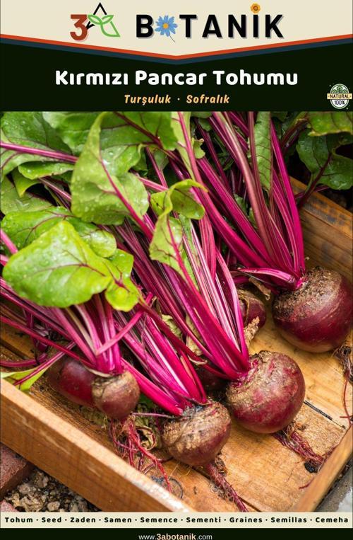 Kırmızı Pancar Tohumu, Yerli Ve Sürdürülebilir Tohum, 10 Gram Pancar Tohumu