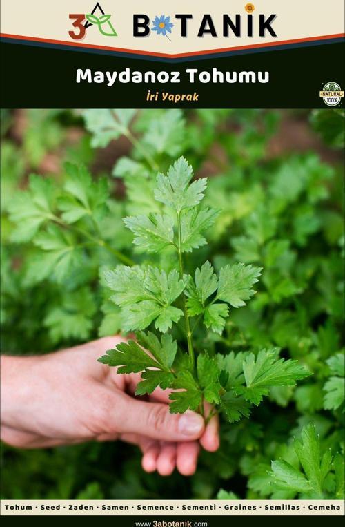 İri Yaprak Maydanoz Tohumu, Yerli Ve Sürdürülebilir Tohum, 5 Gram Maydanoz Tohumu
