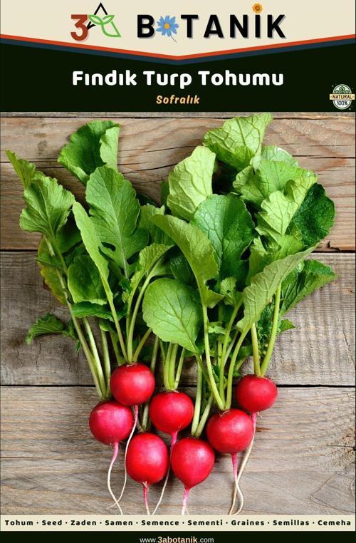 Fındık Turp Tohumu, Yerli Ve Sürdürülebilir Tohum, 5 Gram Turp Tohumu