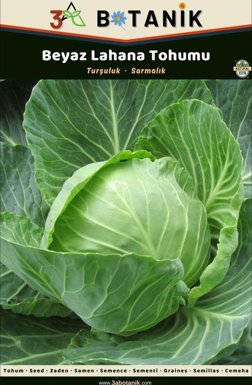 Beyaz Lahana Tohumu, Yapraklar Koyu Renkli Ve Ince Bir Çeşit, 2 Gram/400-600 Adet Tohum