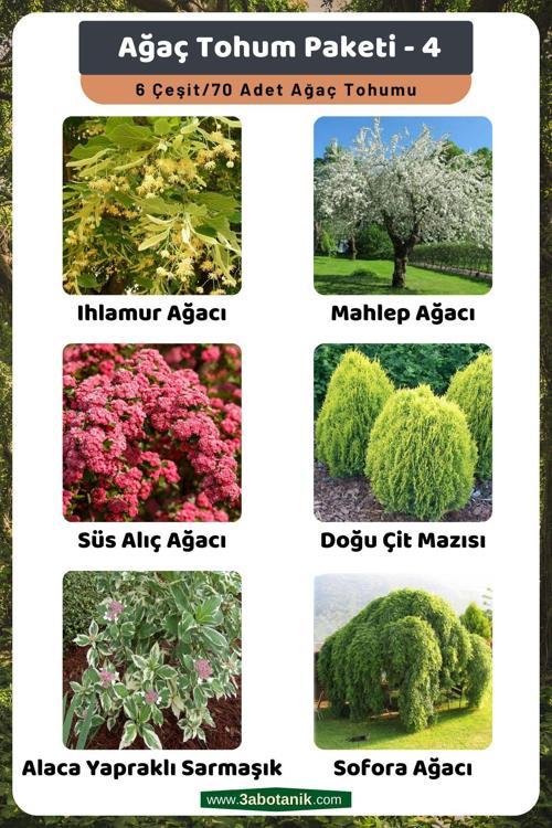 Ağaç Tohum Paketi-4, (Ihlamur, Mahlep, Süs Alıç, Çit Mazısı, Alaca Sarmaşık, Sofora) Ağaç Tohumları
