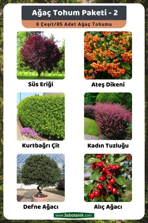 Ağaç Tohum Paketi-2, (Süs Eriği, Ateş Dikeni, Kurtbağrı, Kadın Tuzluğu, Defne, Alıç) Ağaç Tohumları