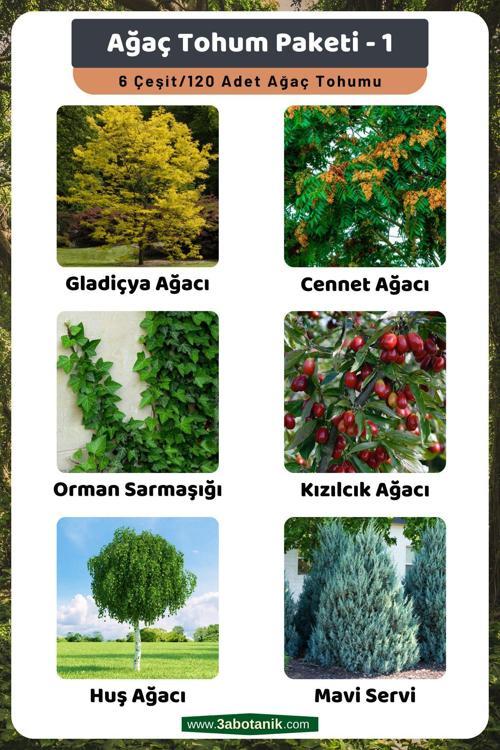Ağaç Tohum Paketi-1, (Gladiçya, Cennet, Orman Sarmaşığı, Kızılcık, Huş, Mavi Servi) Ağaç Tohumları