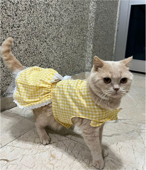 Sarı Beyaz Kareli Fiyonklu Cırtcırtlı Kedi Köpek Kıyafeti Elbisesi