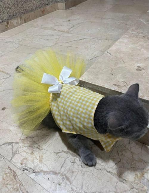 Sarı Beyaz Kareli Tüllü Fiyonklu Kedi Köpek Kıyafeti Elbisesi