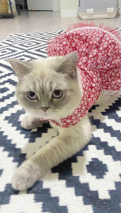 Beyaz Çiçek Desenli Kurdeleli Kırmızı Kedi Köpek Kıyafeti Elbisesi