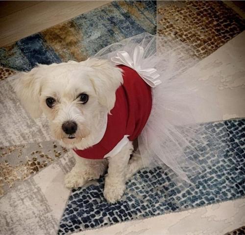 Beyaz Fiyonklu Tüllü Kırmızı Kedi Köpek Kıyafeti Elbisesi