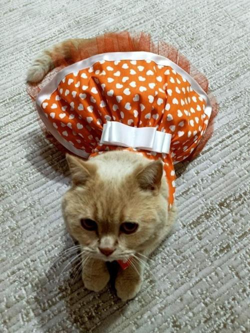 Beyaz Kalp Desenli Fiyonklu Turuncu Kedi Köpek Kıyafeti Elbisesi