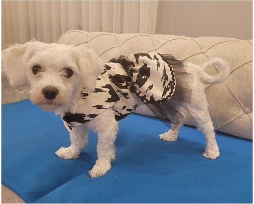 Siyah Beyaz Leopar Desenli Tüllü Kedi Köpek Kıyafeti Elbisesi