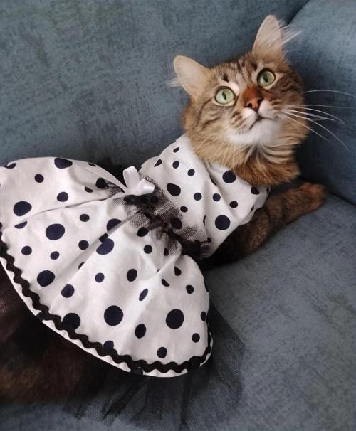 Siyah Puantiyeli Beyaz Dişi Kedi Köpek Kıyafeti Elbisesi