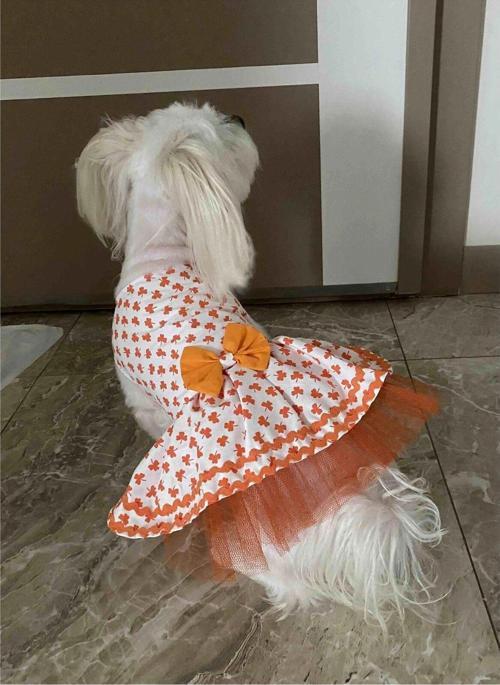 Turuncu Yaprak Desenli Papyonlu Beyaz Kedi Köpek Kıyafeti Elbisesi