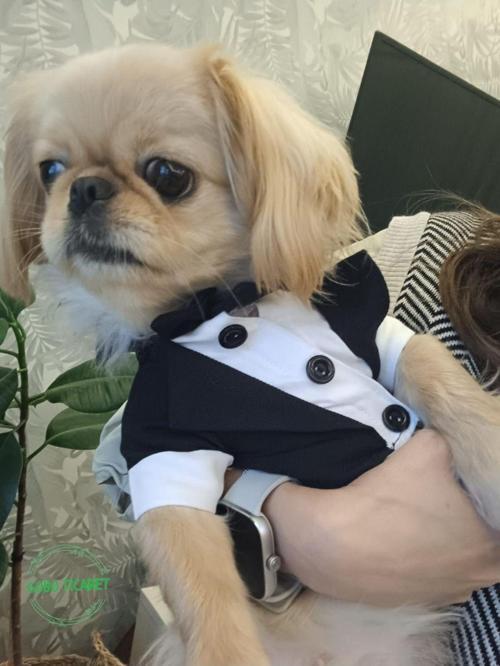 Kedi Ve Köpek Takım Elbisesi Siyah Papyonlu Smokin Kıyafeti Damatlık