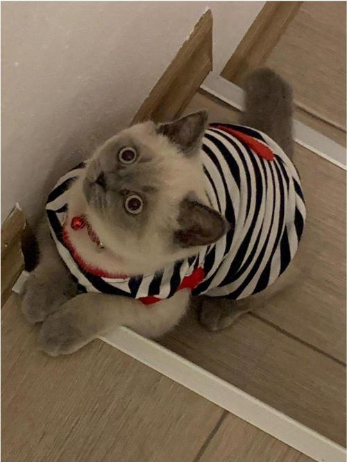 Kırmızı Kalpli Çizgili Kedi Ve Köpek Kıyafeti Giyimi