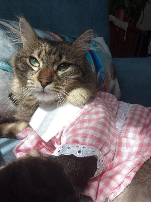 Kurdeleli Pembe Dişi Gömlek Kedi Köpek Kıyafeti Elbisesi