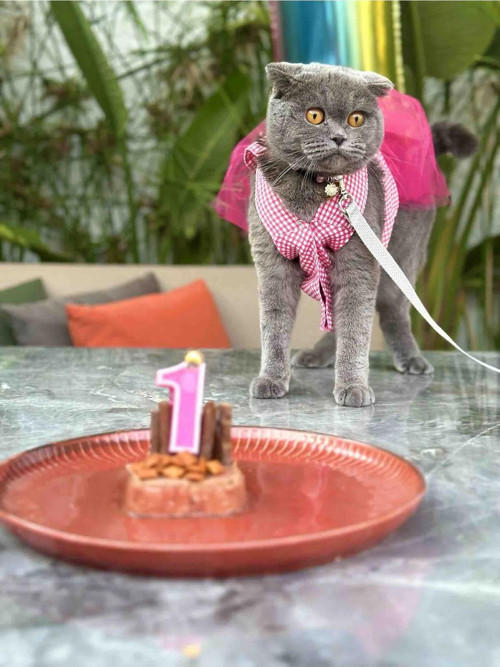 Pembe Kareli Kalpli Tüllü Kedi Köpek Kıyafeti Elbisesi