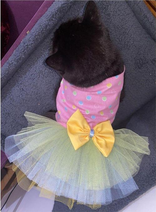 Renkli Puantiyeli Sarı Papyonlu Pembe Dişi Kedi Köpek Kıyafeti Elbisesi