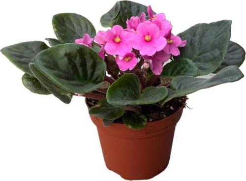 Saintpaulia Ionantha 'Pink' (Menekşe Çiçeği)