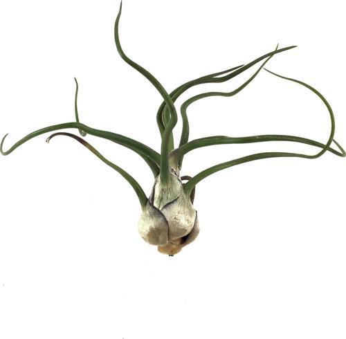 Tillandsia Bulbosa (Hava Bitkisi)