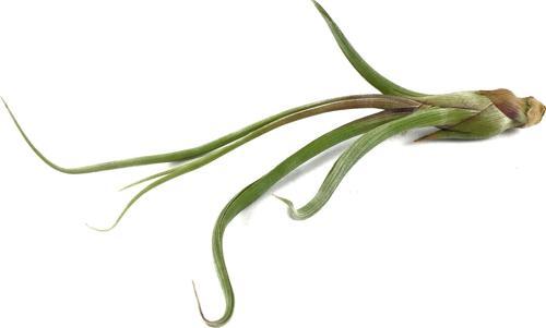 Tillandsia Baileyi (Hava Bitkisi)