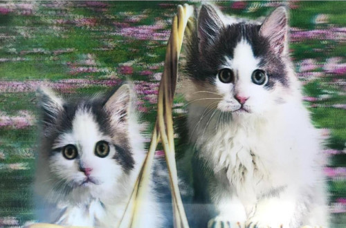 5D Elmas Boyama Mli Kediler İkili Kedi Resmi Tablosu 40X60 Cm