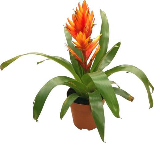 Vriesea Intenso 'Orange' (Alev Kılıcı Çiçeği)