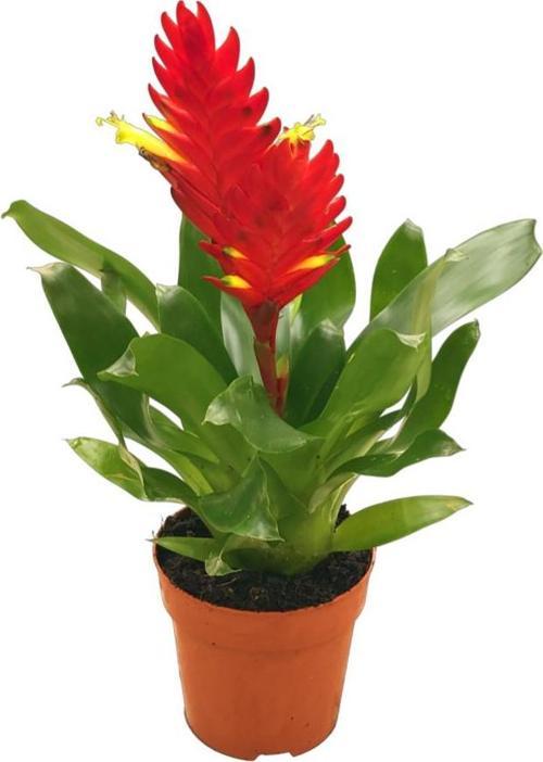 Vriesea Intenso 'Red' (Alev Kılıcı Çiçeği)