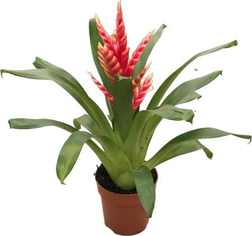 Vriesea Intenso 'Pink' (Alev Kılıcı Çiçeği)