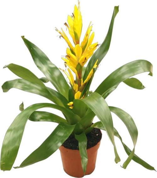 Vriesea Intenso 'Yellow' (Alev Kılıcı Çiçeği)