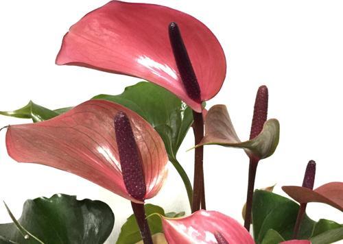 Anthurium Andraeanum 'Cherry' (Flamingo Çiçeği)