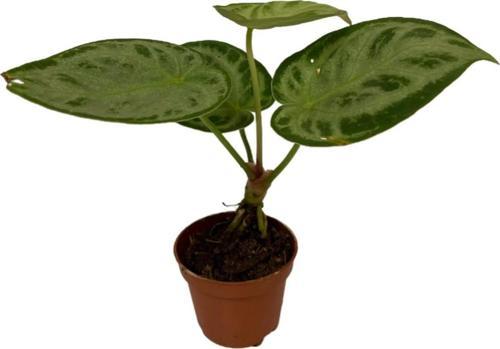 Anthurium 'Silver Blush'