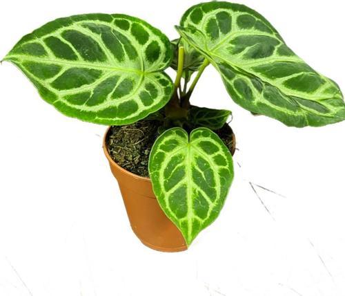 Anthurium Crystallinum