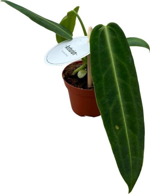 Anthurium Warocqueanum