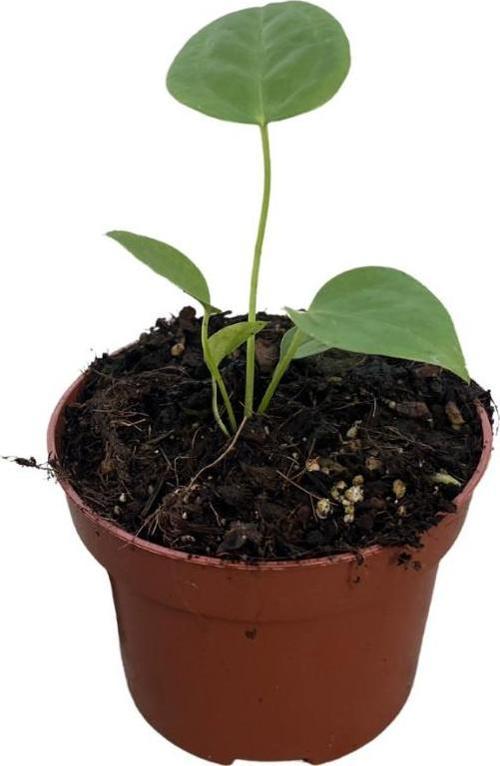 Anthurium Veitchii