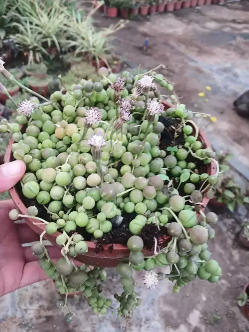 Karanfil Kokulu Tesbih Çiçeği – 10–20 Cm Saksıda Mis Koku & Zarif Dekor